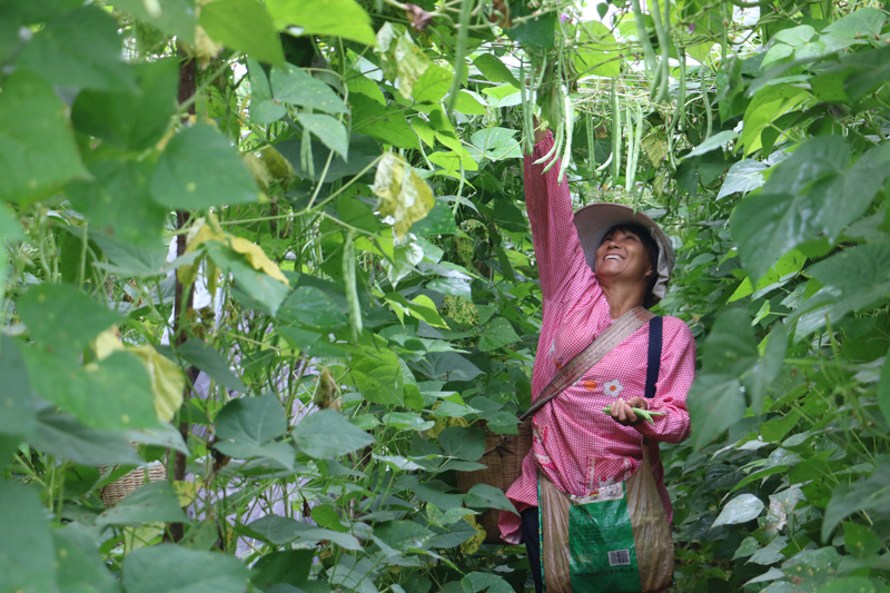 村民正在采摘四季豆。杨永见摄.JPG