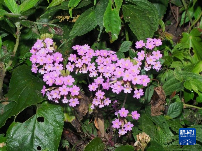 极小种群野生植物马关报春在昆明植物园首次开花新华网一竞技(图2)