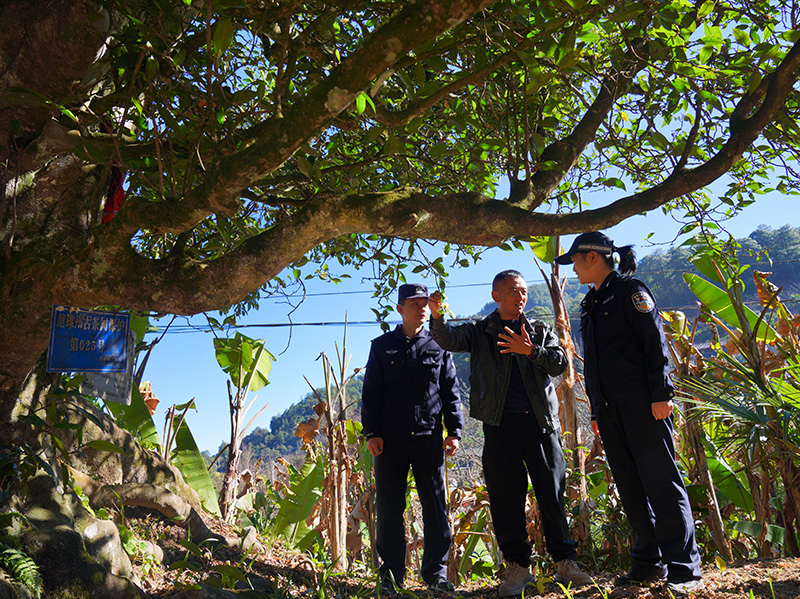 民警查看古茶树保护情况,与村民交谈。