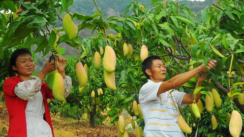 华坪芒果长势喜人