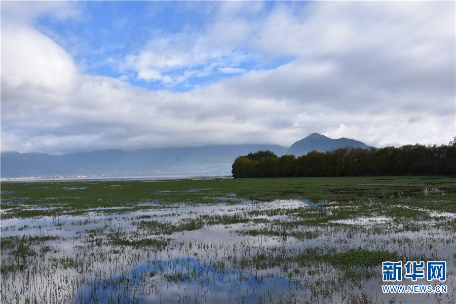 丽江拉市海:候鸟扮靓湿地