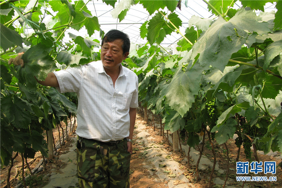 农业推广研究员马学林扎根丽江做推广花满枝头果满园