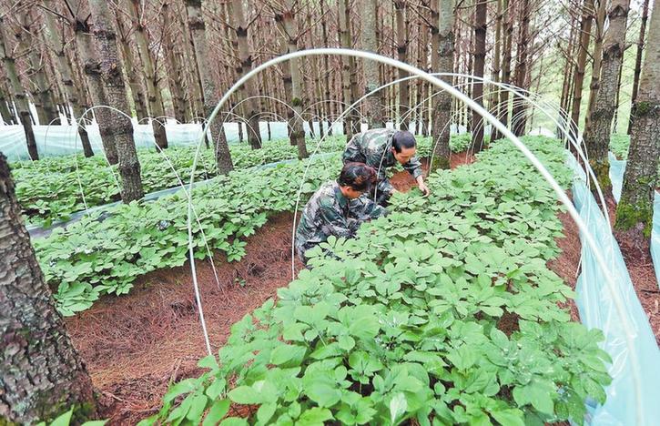 云南省中药材种植规模连续5年居全国首位