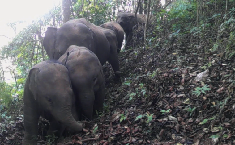 【国际生物多样性日】走进世界佤乡 探寻亚洲象的踪迹