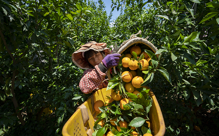 云南宾川：小柑桔成就“甜蜜”大产业