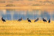 国家一级保护濒危鸟类黑鹳飞临红河开远