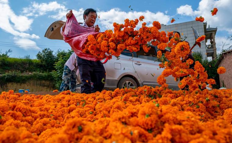 云南马龙：花卉产业铺就乡村振兴路