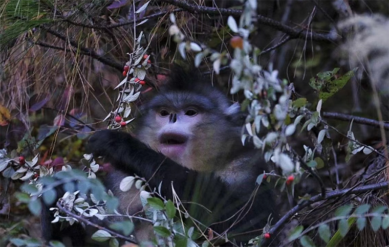 在香格里拉滇金丝猴国家公园邂逅“雪山精灵”