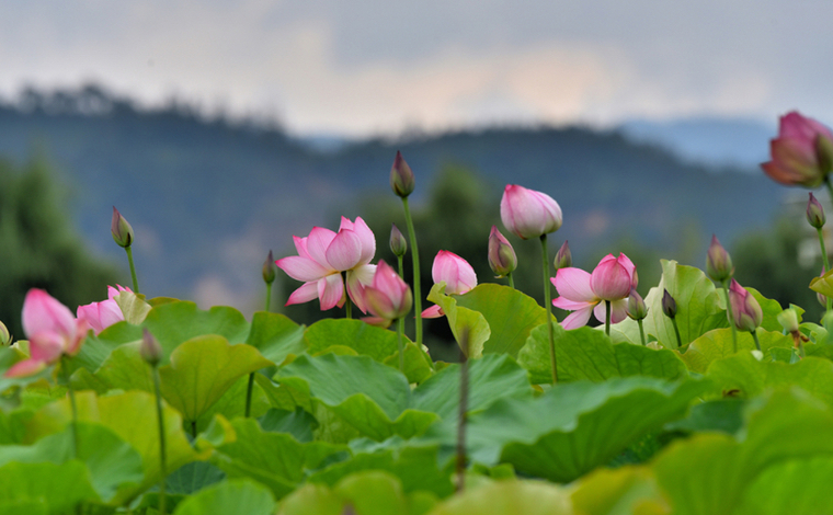 云南昌宁：夏日浪漫因&ldquo;荷&rdquo;而来