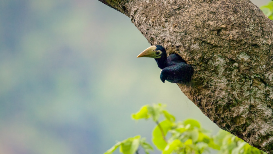 &ldquo;中国犀鸟谷&rdquo;首次记录到冠斑犀鸟出巢影像