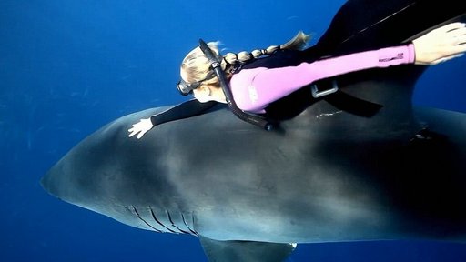 "与鲨鱼共舞":美女水中骑鲨鱼遨游海底