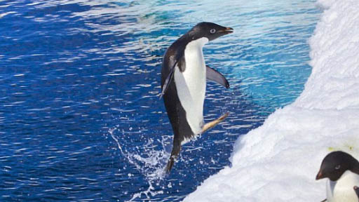 摄影师抓拍可爱企鹅出水瞬间