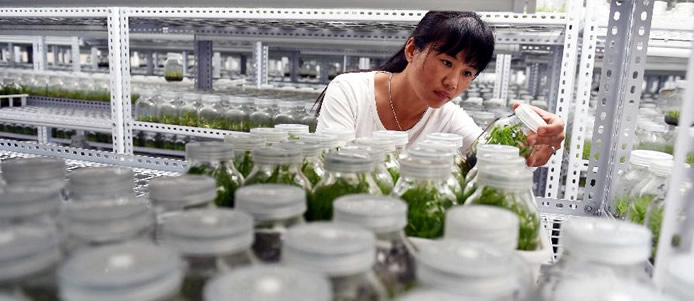 网云南频道]云南宁洱:高原特色名贵中药种植提