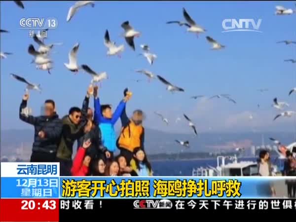 央视批外地游客残忍伤鸥拍照 昆明海鸥挣扎